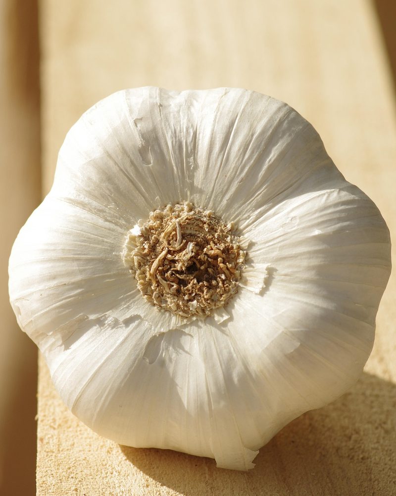 Hand-selected fresh garlic bulb on natural wood — Sankalp Organic Agro